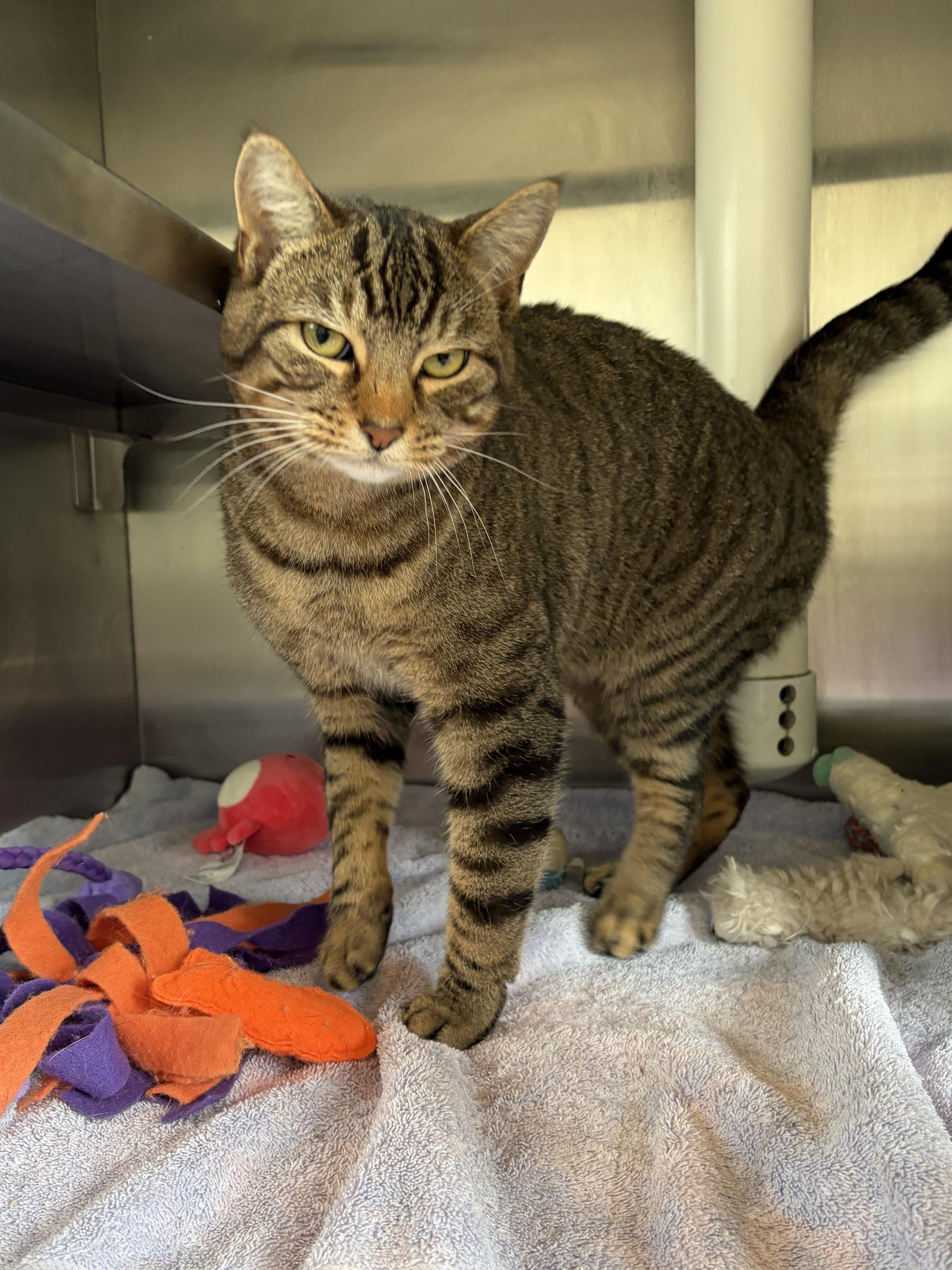 Enlarge Winnie, a Adoptable Domestic Short Hair in Winchester, VA image 2/2