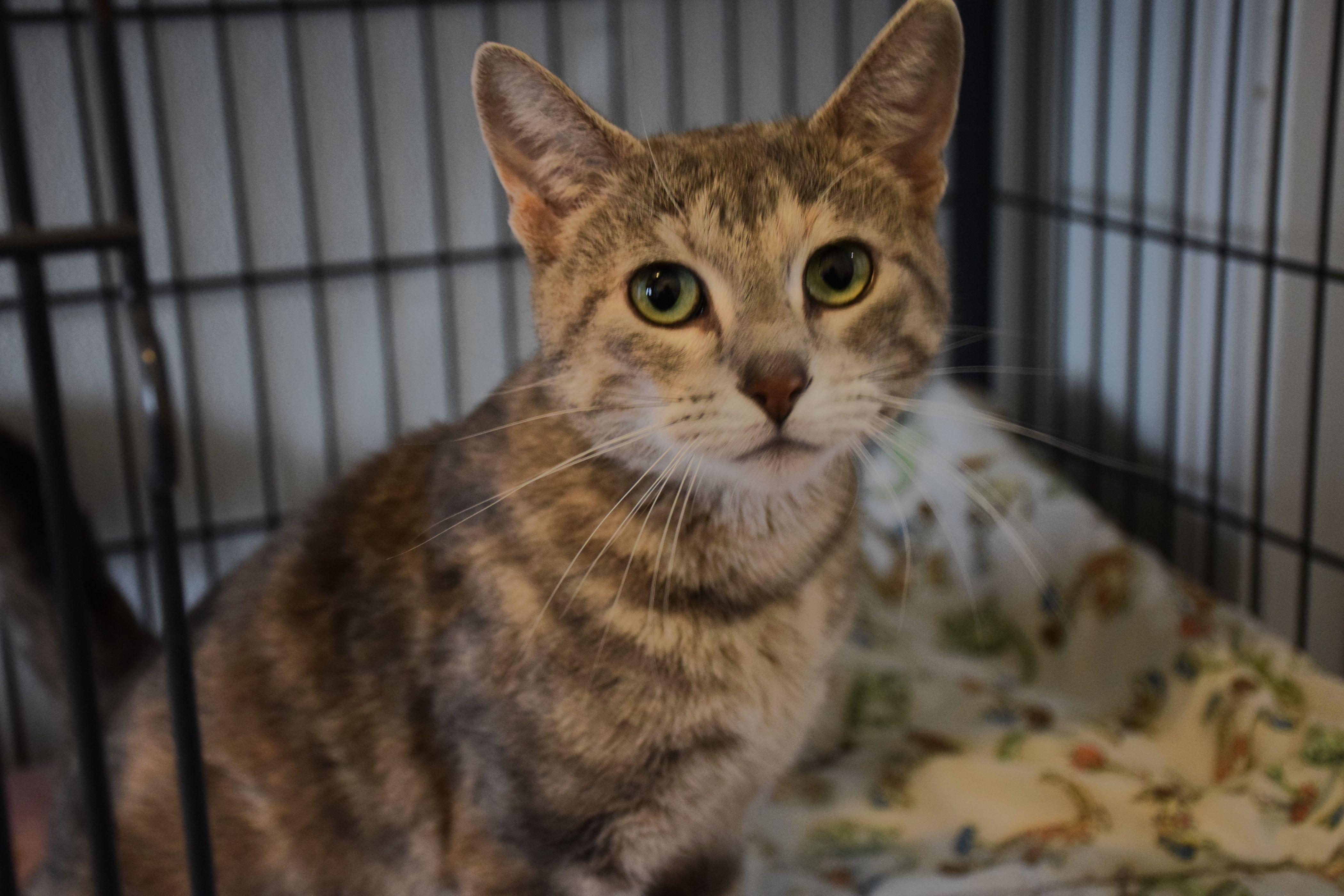 Enlarge Allison, a ADOPTABLE Tortoiseshell in Claresholm, AB image 1/1