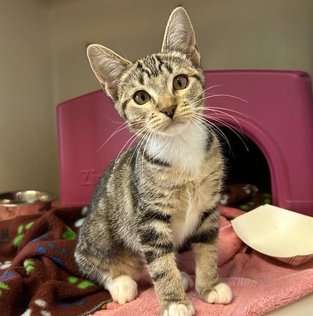 Enlarge BUNNY, a Adoptable Domestic Short Hair in Salinas, CA image 1/1