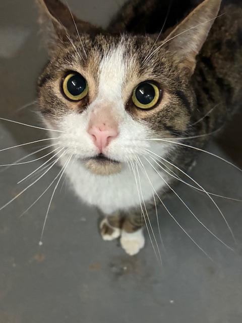 Enlarge Mr Moxley, a Adopted Domestic Short Hair in Philadelphia, PA image 1/2