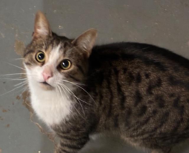 Enlarge Mr Moxley, a Adopted Domestic Short Hair in Philadelphia, PA image 2/2
