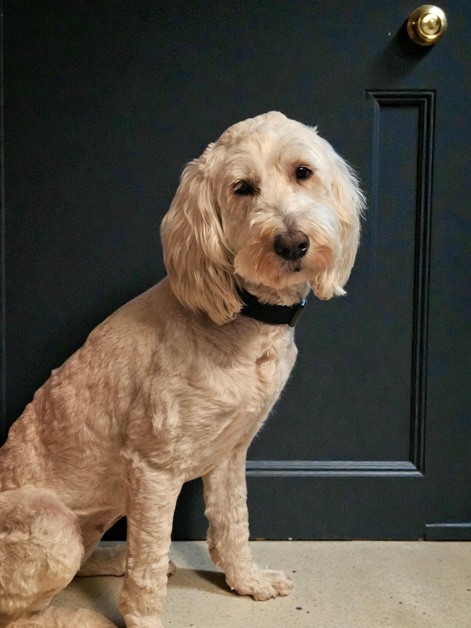 Sunflower D6155, Adoptable, Adult Female Sheep Dog & Standard Poodle.