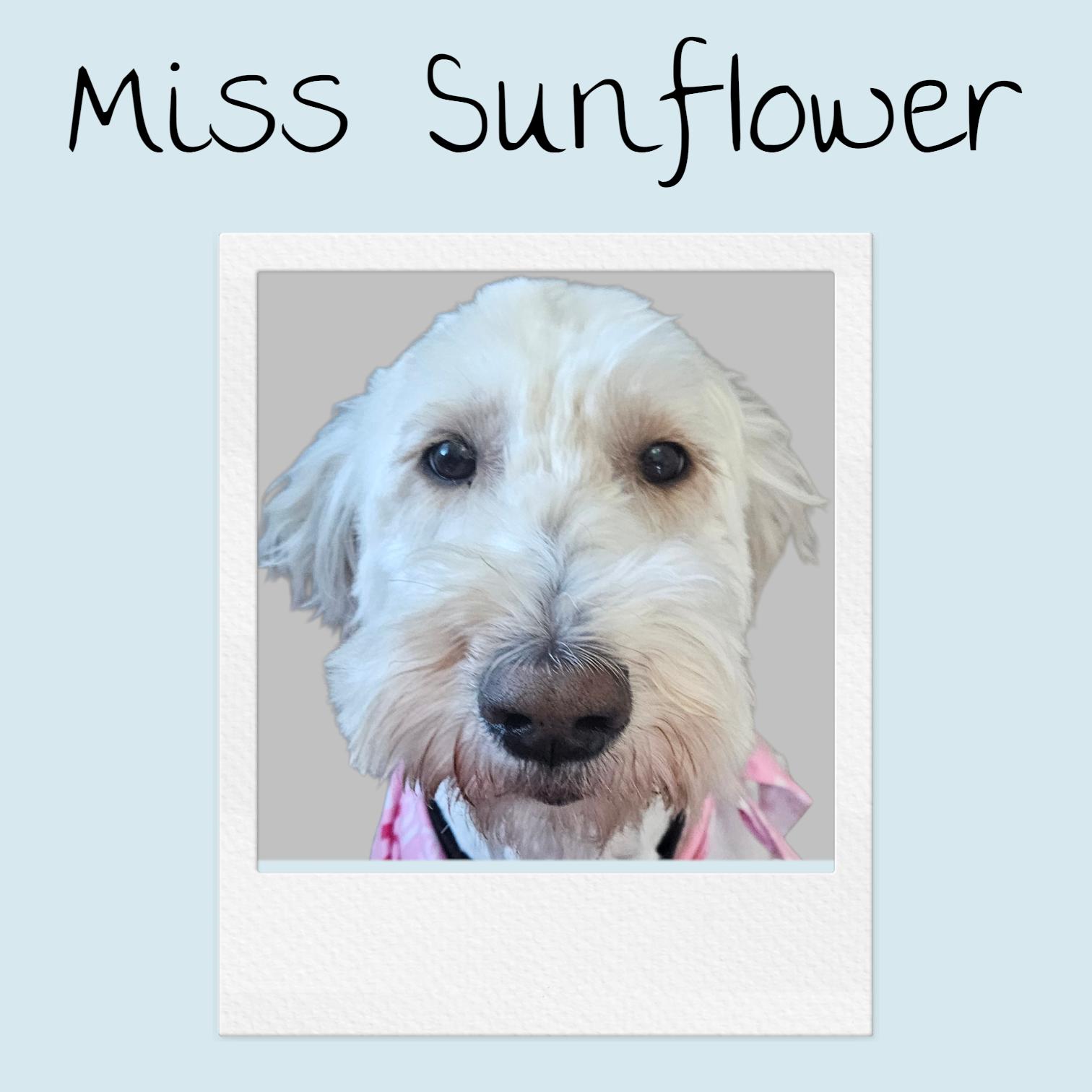 Enlarge Sunflower D6155, a Adoptable mixed breed in minneapolis, MN image 2/3