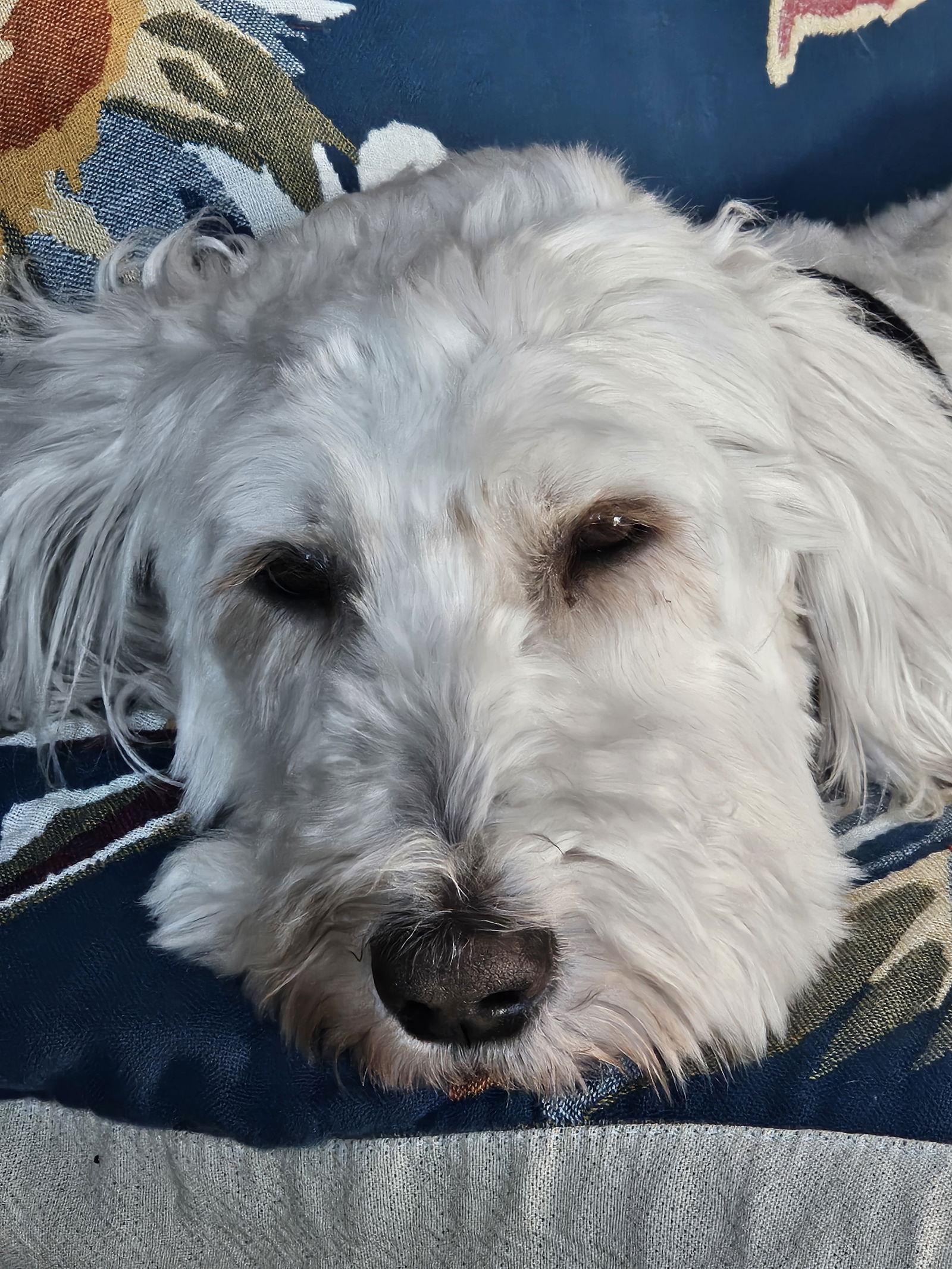 Enlarge Sunflower D6155, a Adoptable mixed breed in minneapolis, MN image 3/3