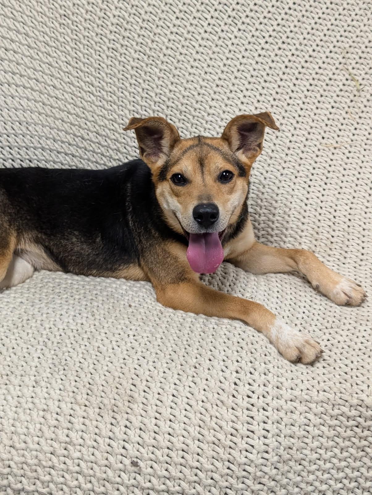 Enlarge Riley, a ADOPTABLE Shepherd in Blytheville, AR image 1/3