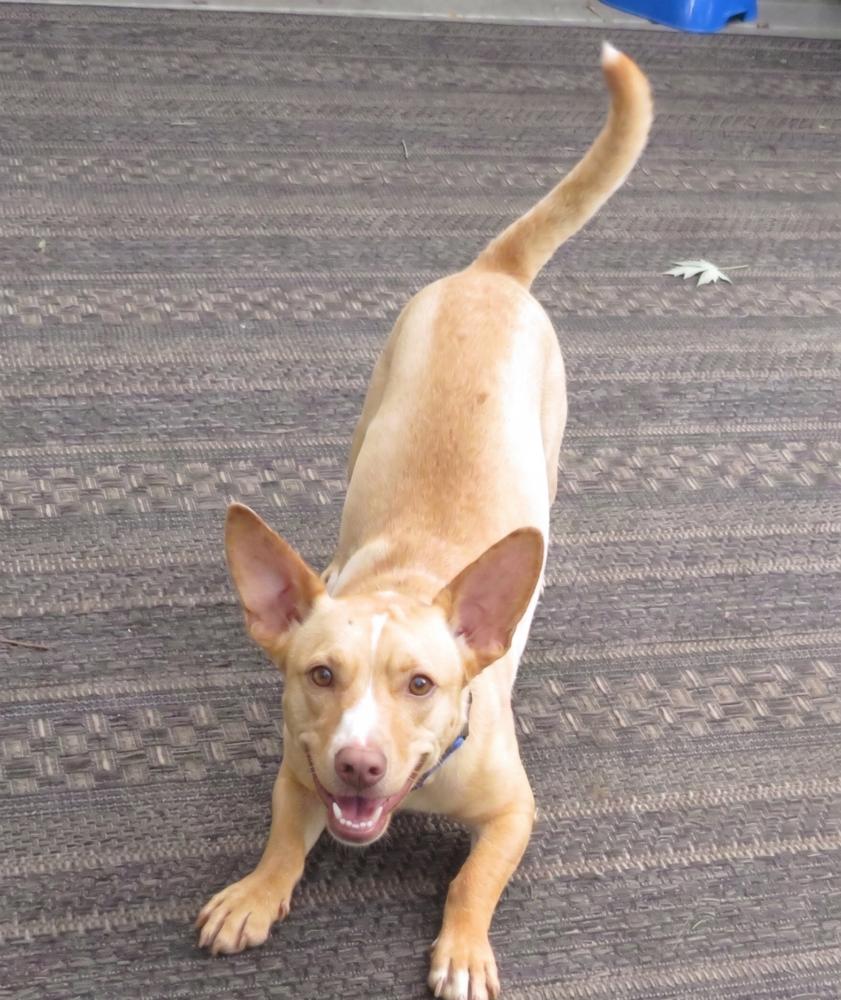 Enlarge Cody, a Adoptable mixed breed in Crown Point, IN image 3/6