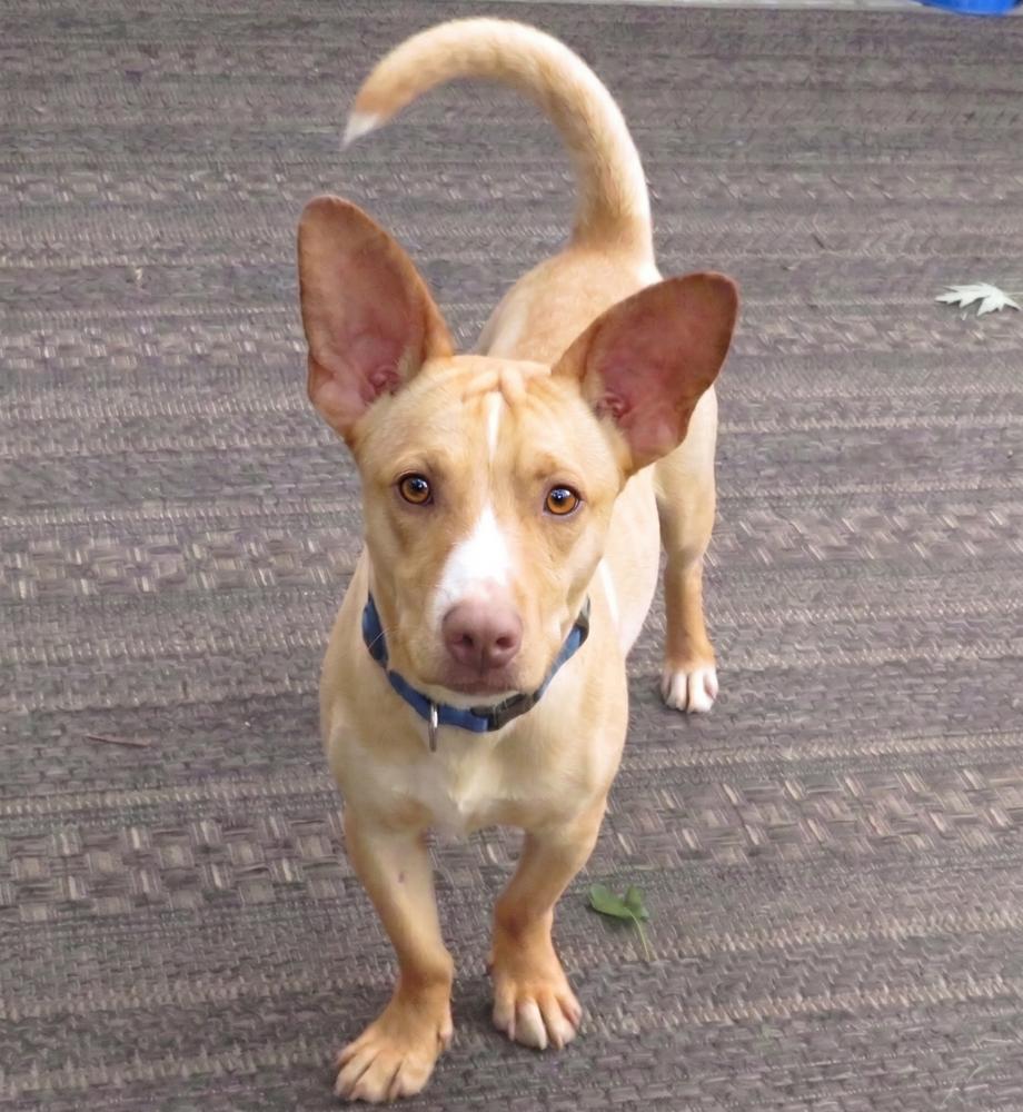 Cody, Adoptable, Adult Male Jack Russell Terrier & Dachshund.