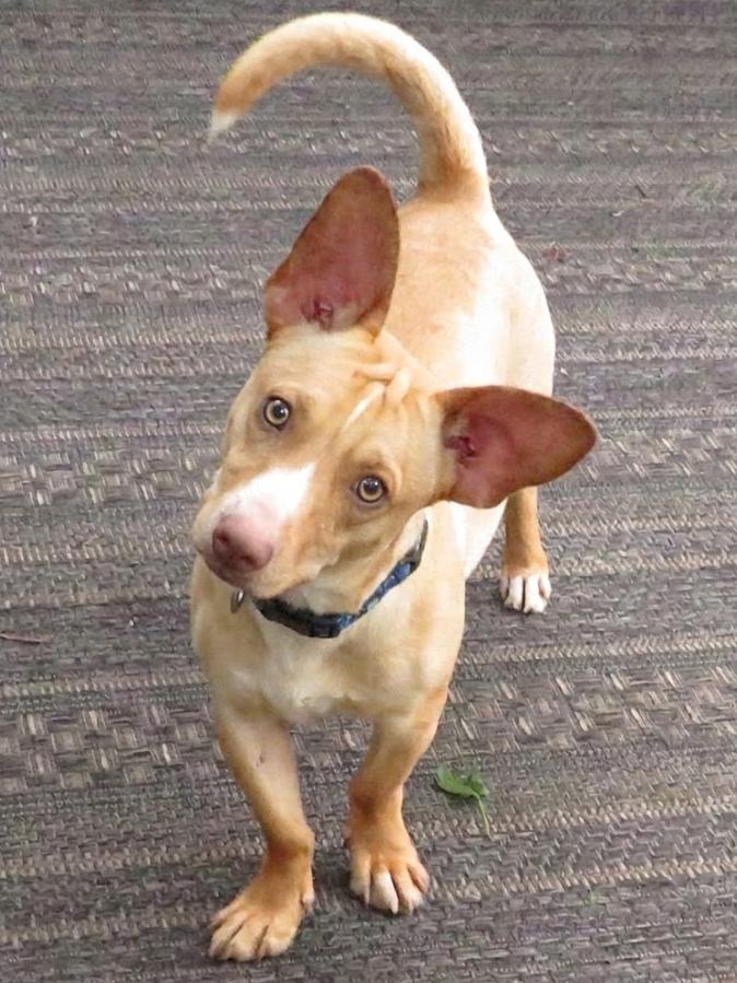 Enlarge Cody, a Adoptable mixed breed in Crown Point, IN image 4/6