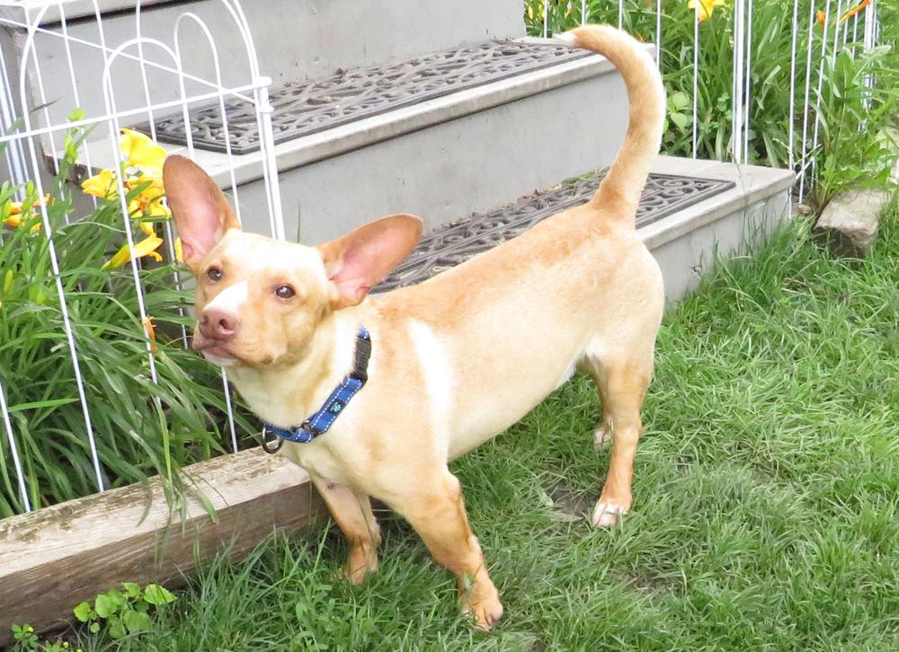 Enlarge Cody, a Adoptable mixed breed in Crown Point, IN image 5/6