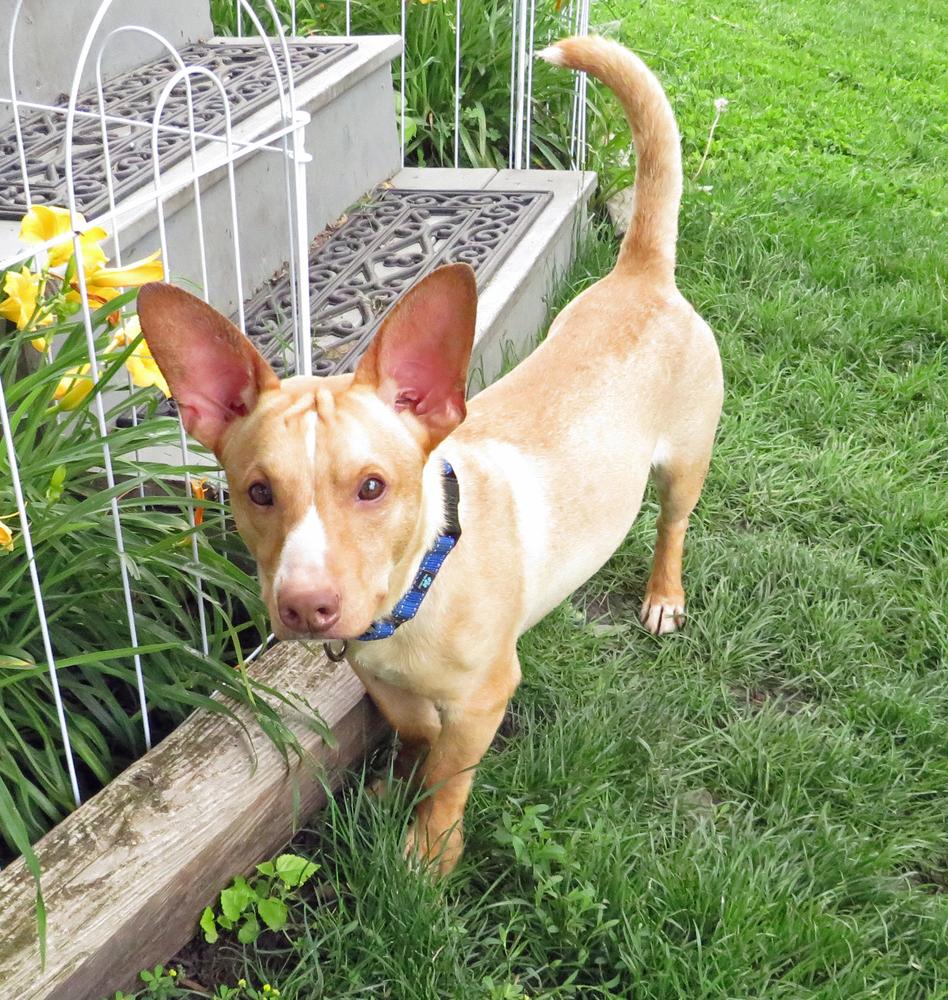 Enlarge Cody, a Adoptable mixed breed in Crown Point, IN image 6/6
