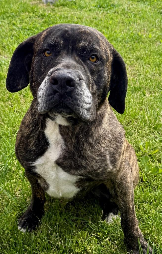 Bones, Adopted, Adult Female Mastiff.