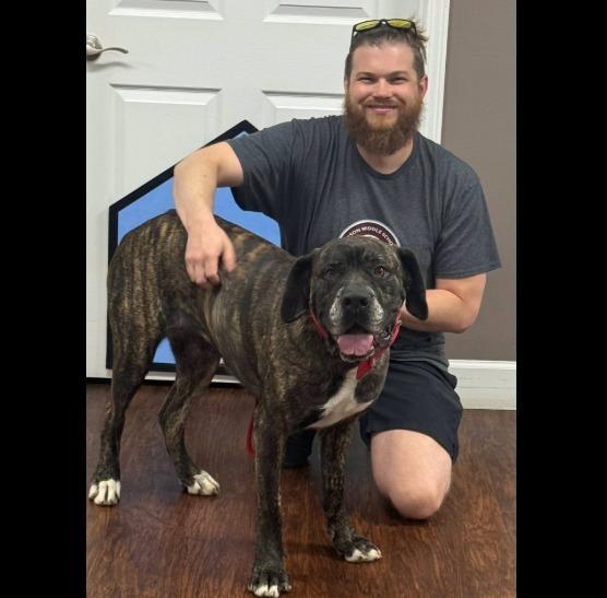 Enlarge Bones, a Adopted Mastiff in Crossville, TN image 3/4