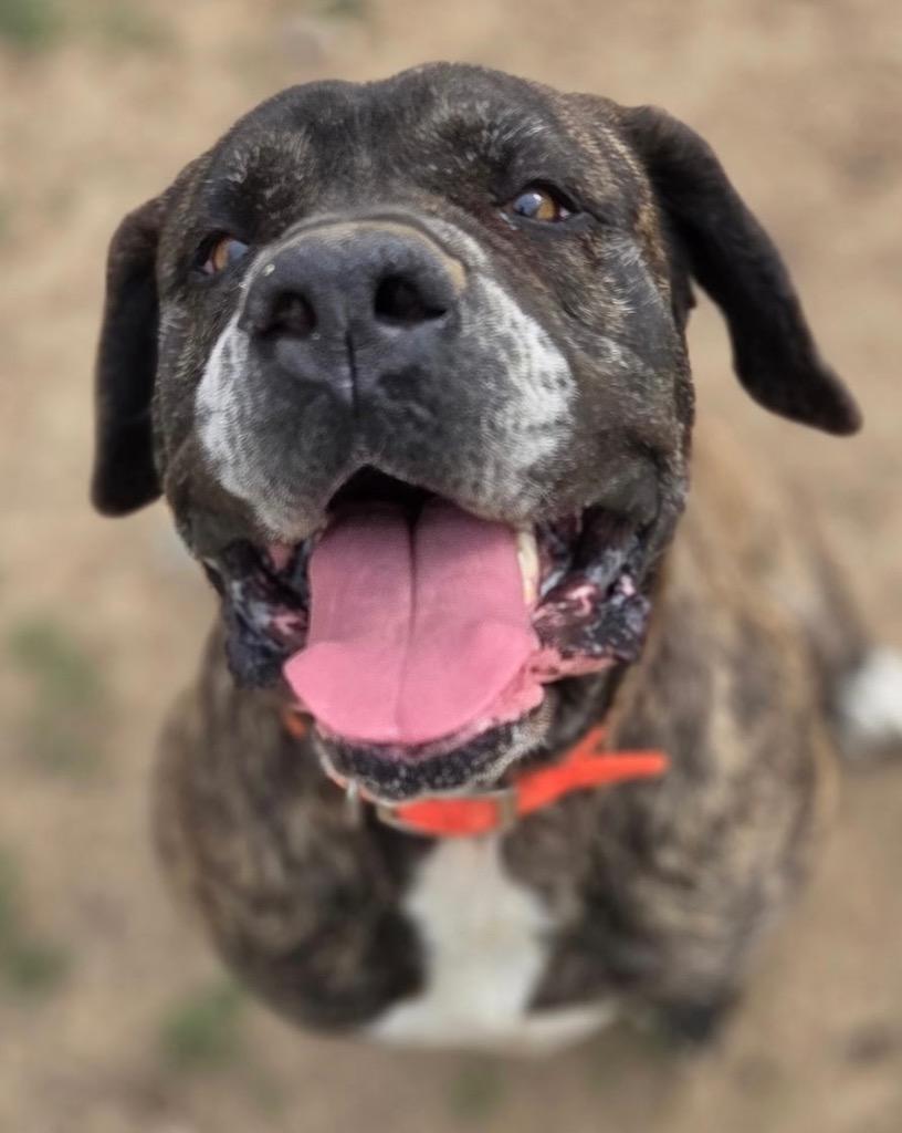 Enlarge Bones, a Adopted Mastiff in Crossville, TN image 4/4