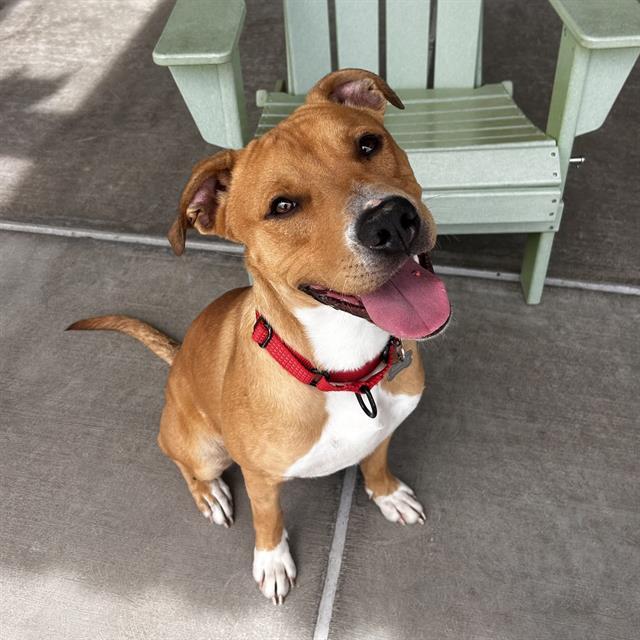 PYRITE, Adoptable, Young Male Pit Bull Terrier.