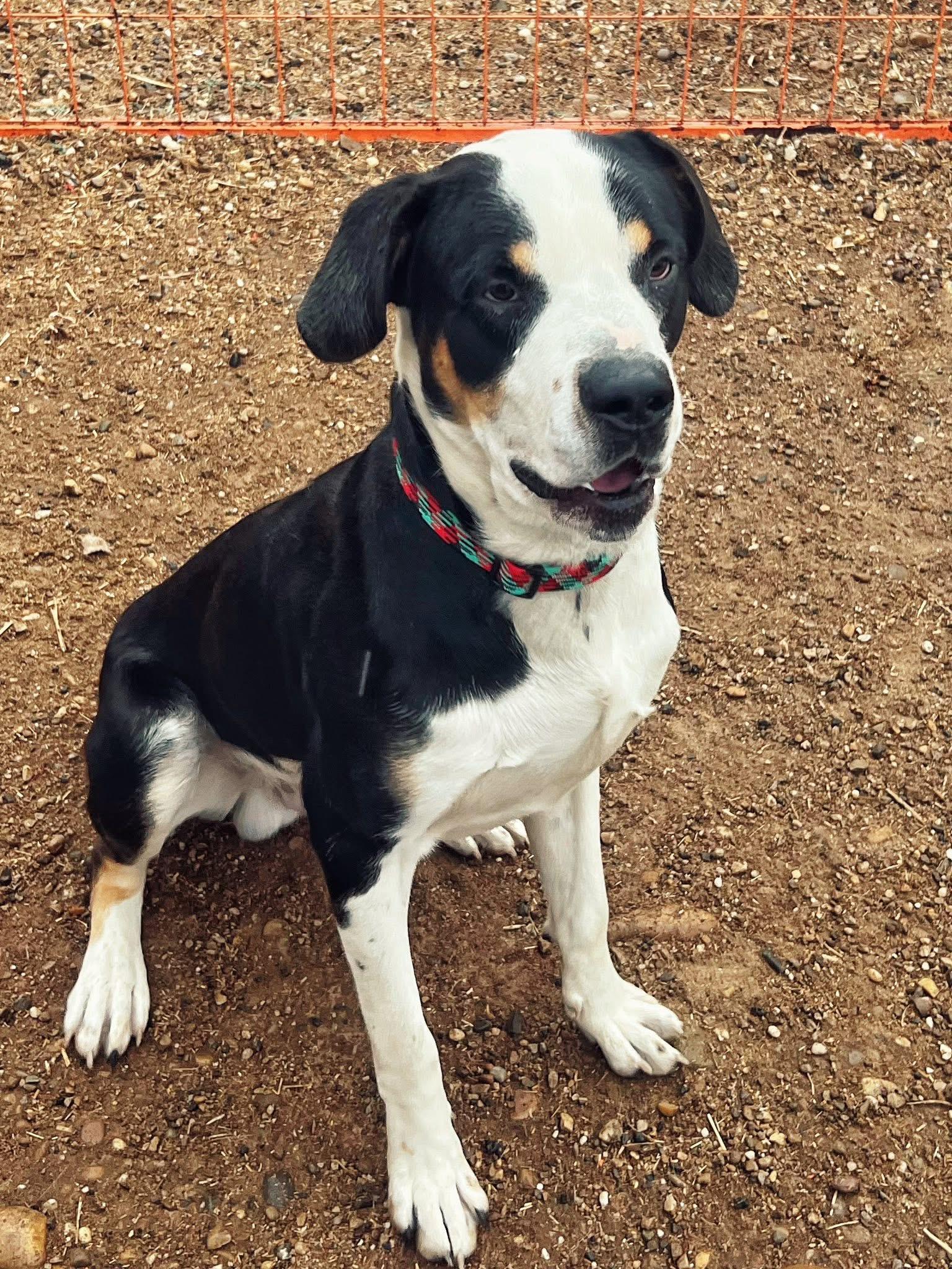 Enlarge Scotty, a Adoptable mixed breed in Peace River, AB image 1/1