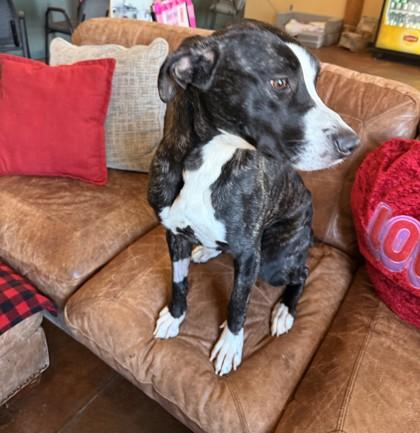 Cindy Lou — thumbnail 3