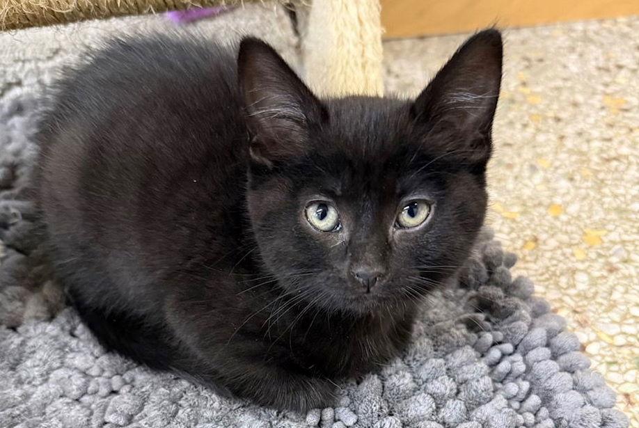 Lindor (Available 3/20/26), Adoptable, Young Female Domestic Short Hair.