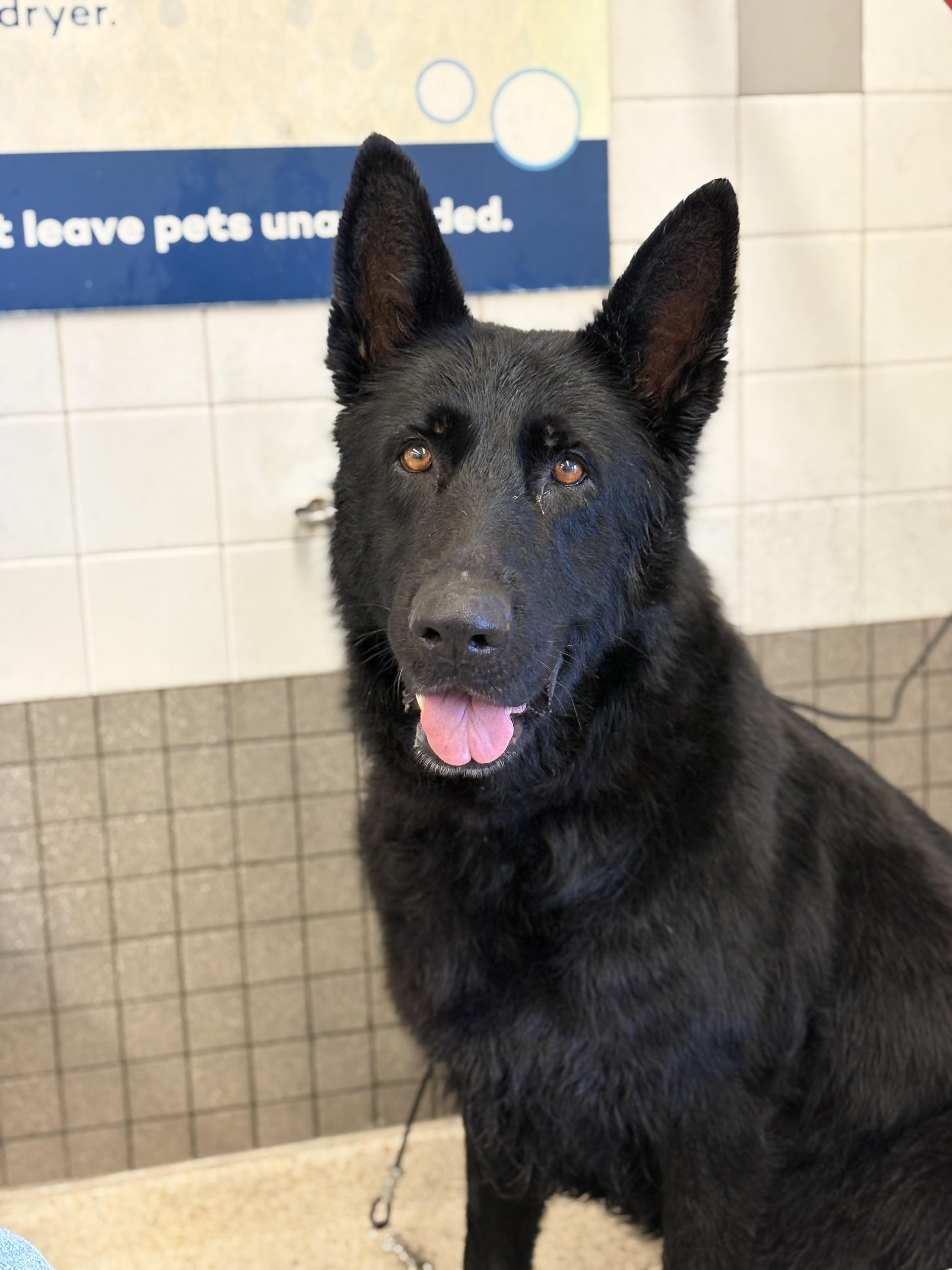 Enlarge Lady, a Adoptable German Shepherd Dog in Discovery Bay, CA image 1/3