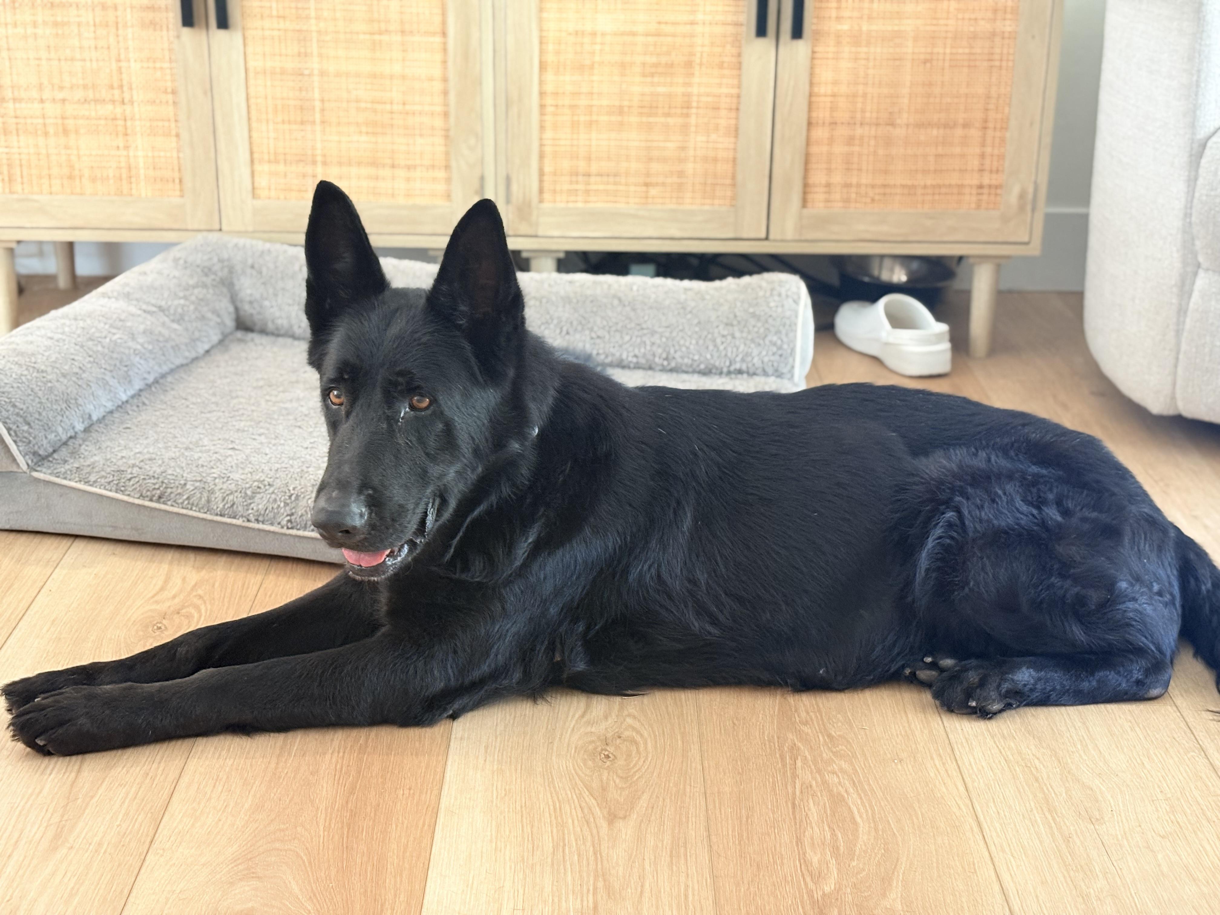 Enlarge Lady, a Adoptable German Shepherd Dog in Discovery Bay, CA image 2/3