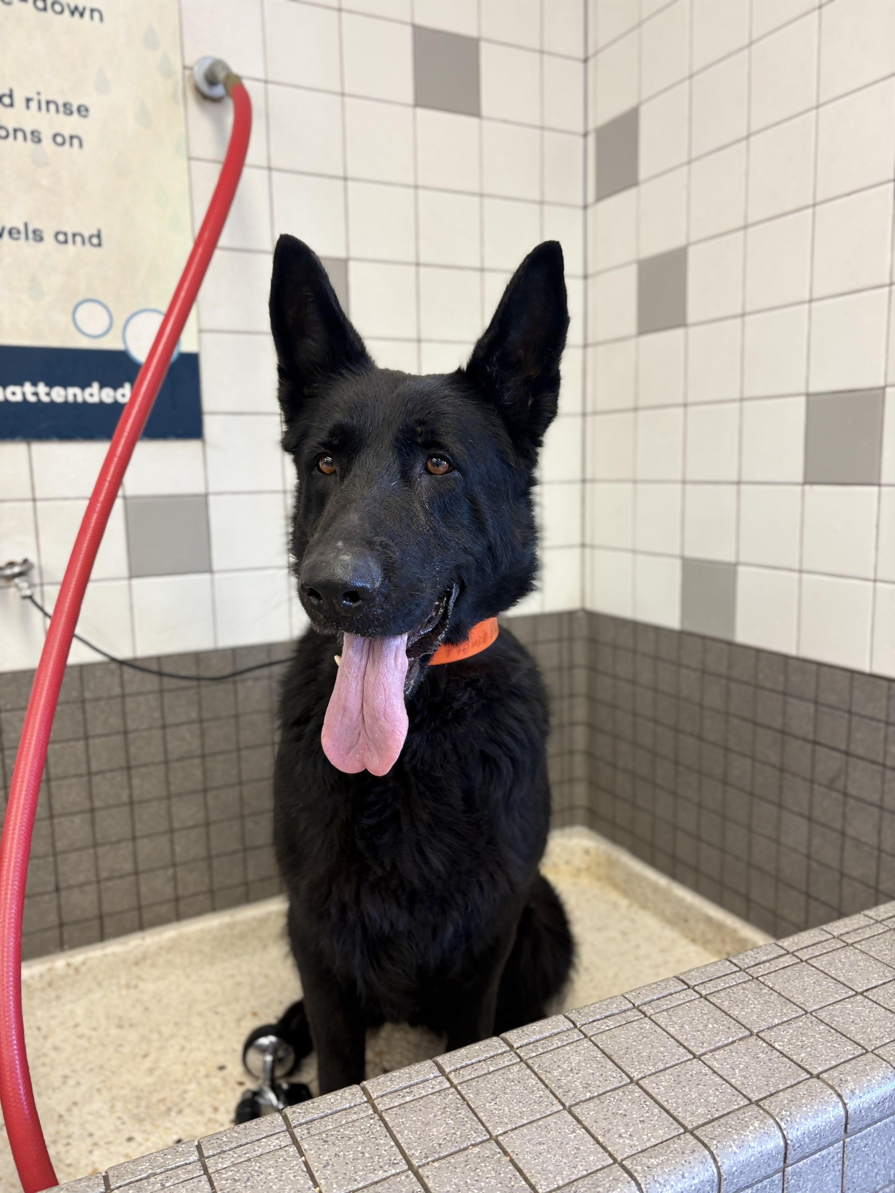 Enlarge Lady, a Adoptable German Shepherd Dog in Discovery Bay, CA image 3/3