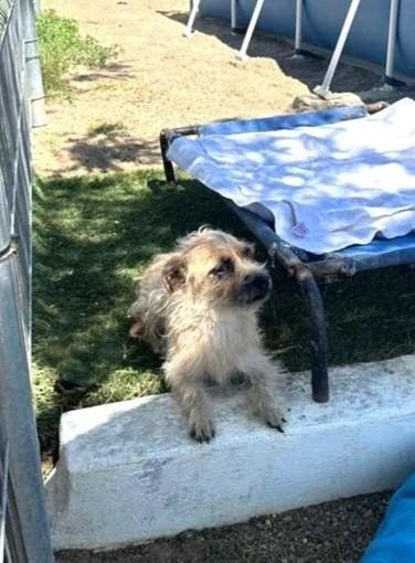 Enlarge Margo, a Adoptable mixed breed in Portland, OR image 4/6