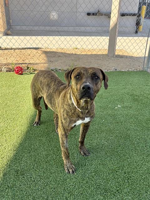 ROXY, Adoptable, Adult Female Pit Bull Terrier & Mixed Breed.