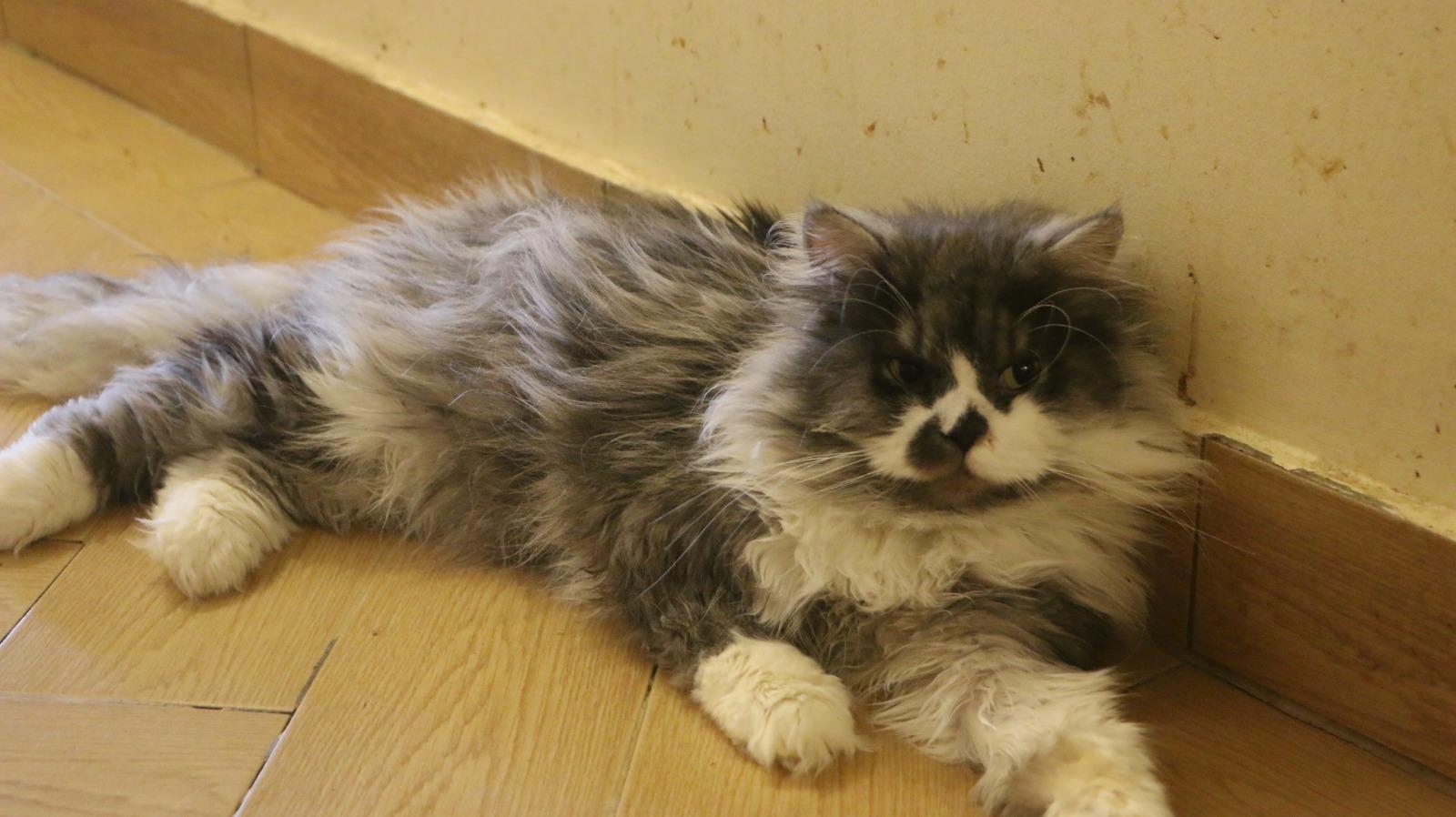 KING, an adoptable Ragamuffin, Siberian in Woodbridge, ON, L4l 1j7 | Photo Image 1