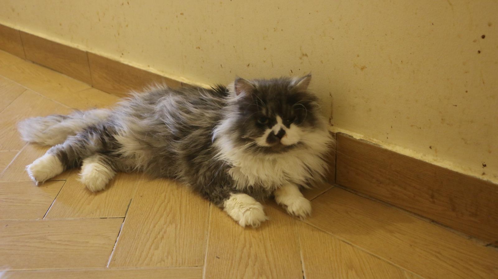 KING, an adoptable Ragamuffin, Siberian in Woodbridge, ON, L4l 1j7 | Photo Image 2