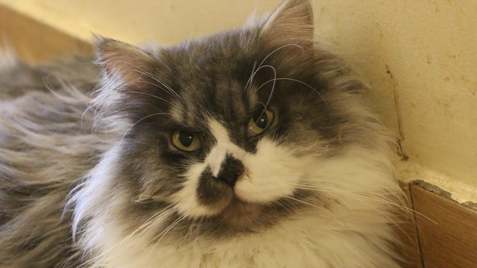 KING, an adoptable Ragamuffin, Siberian in Woodbridge, ON, L4l 1j7 | Photo Image 4