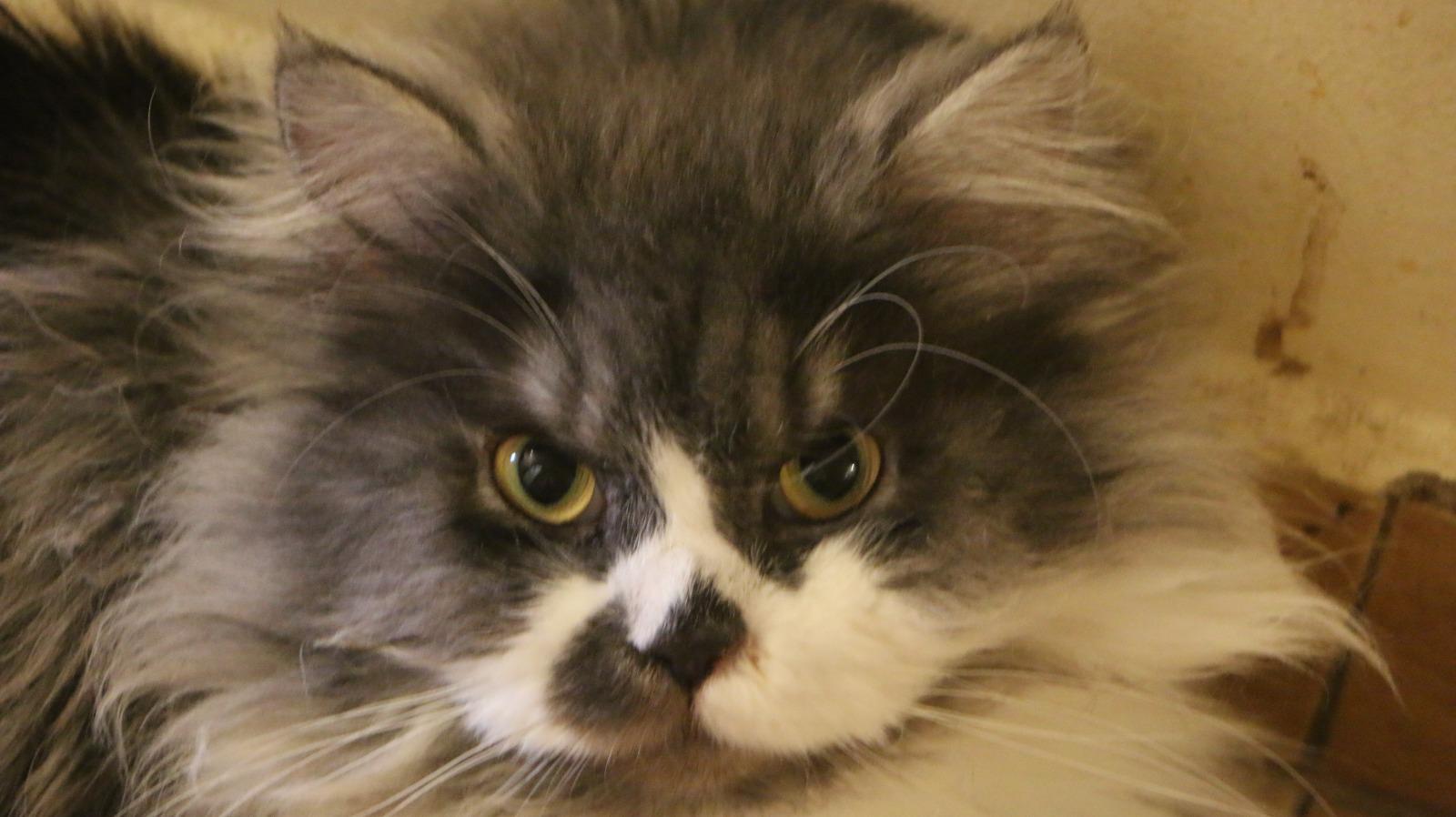 KING, an adoptable Ragamuffin, Siberian in Woodbridge, ON, L4l 1j7 | Photo Image 3