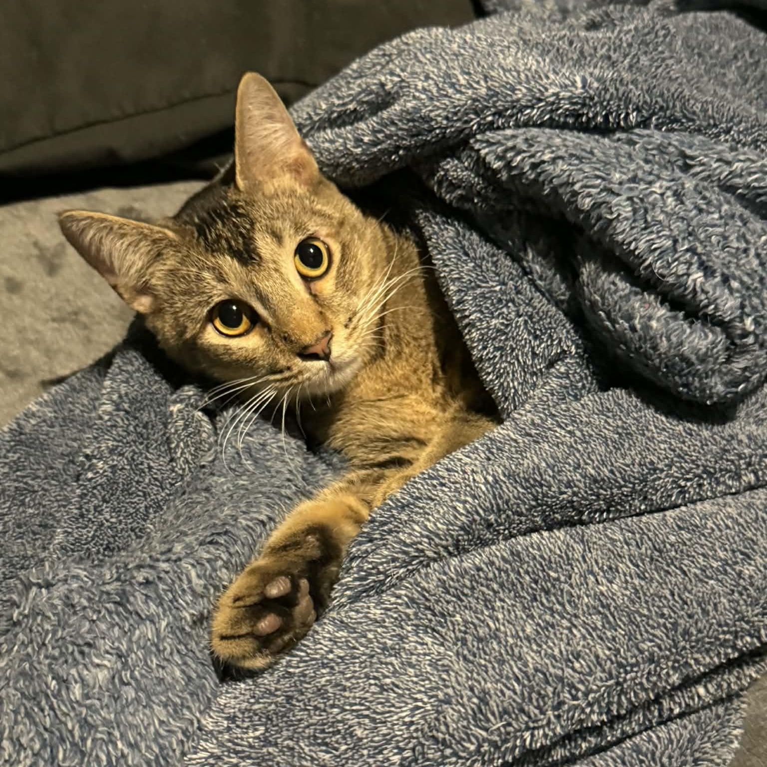 Ash Jr. , adopted, Young Male Domestic Short Hair.