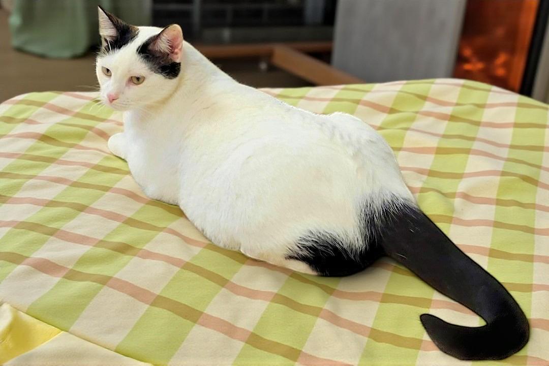 Lulu – Fiercely Independent thumbnail 3