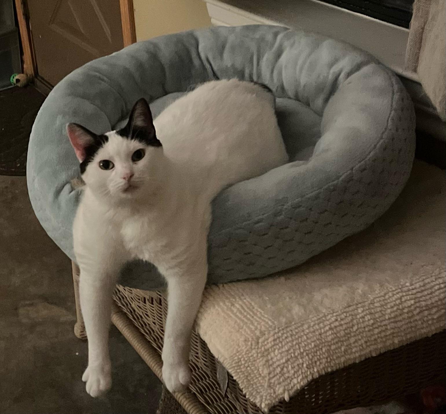 Lulu – Fiercely Independent thumbnail 6