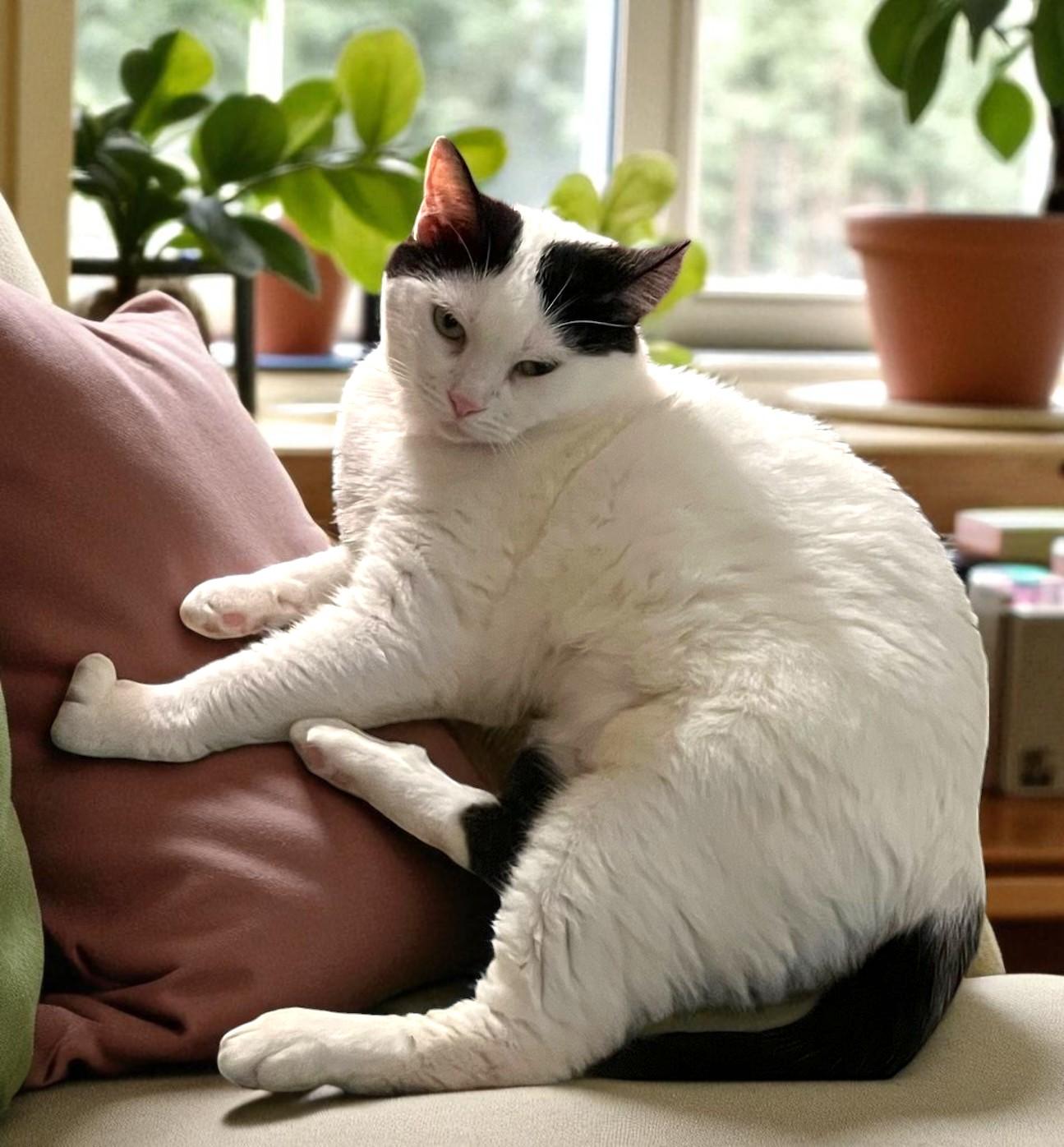 Lulu – Fiercely Independent photo 1