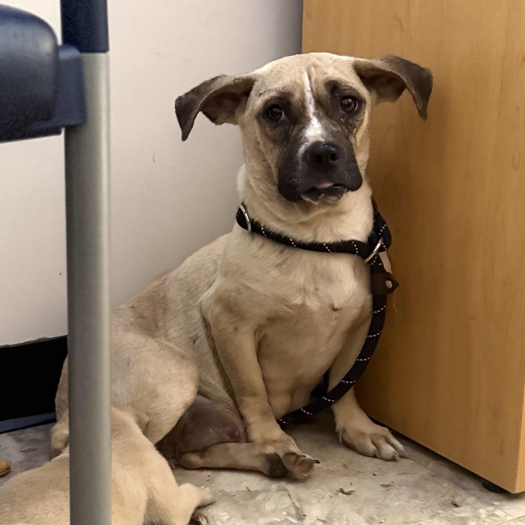 Fiona, a Adoptable mixed breed in Richmond, VA image 3/6