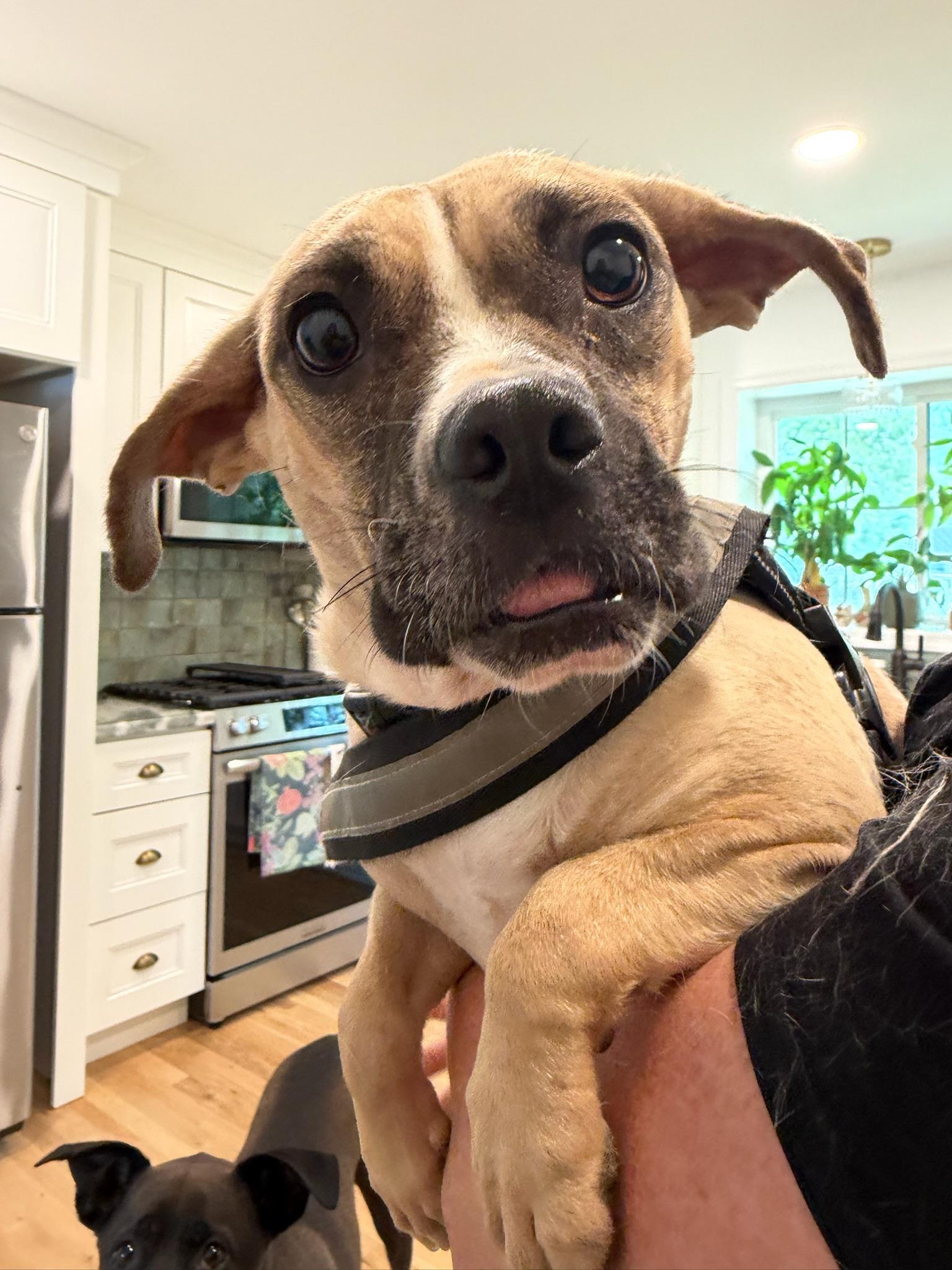 Fiona, a Adoptable mixed breed in Richmond, VA image 2/6