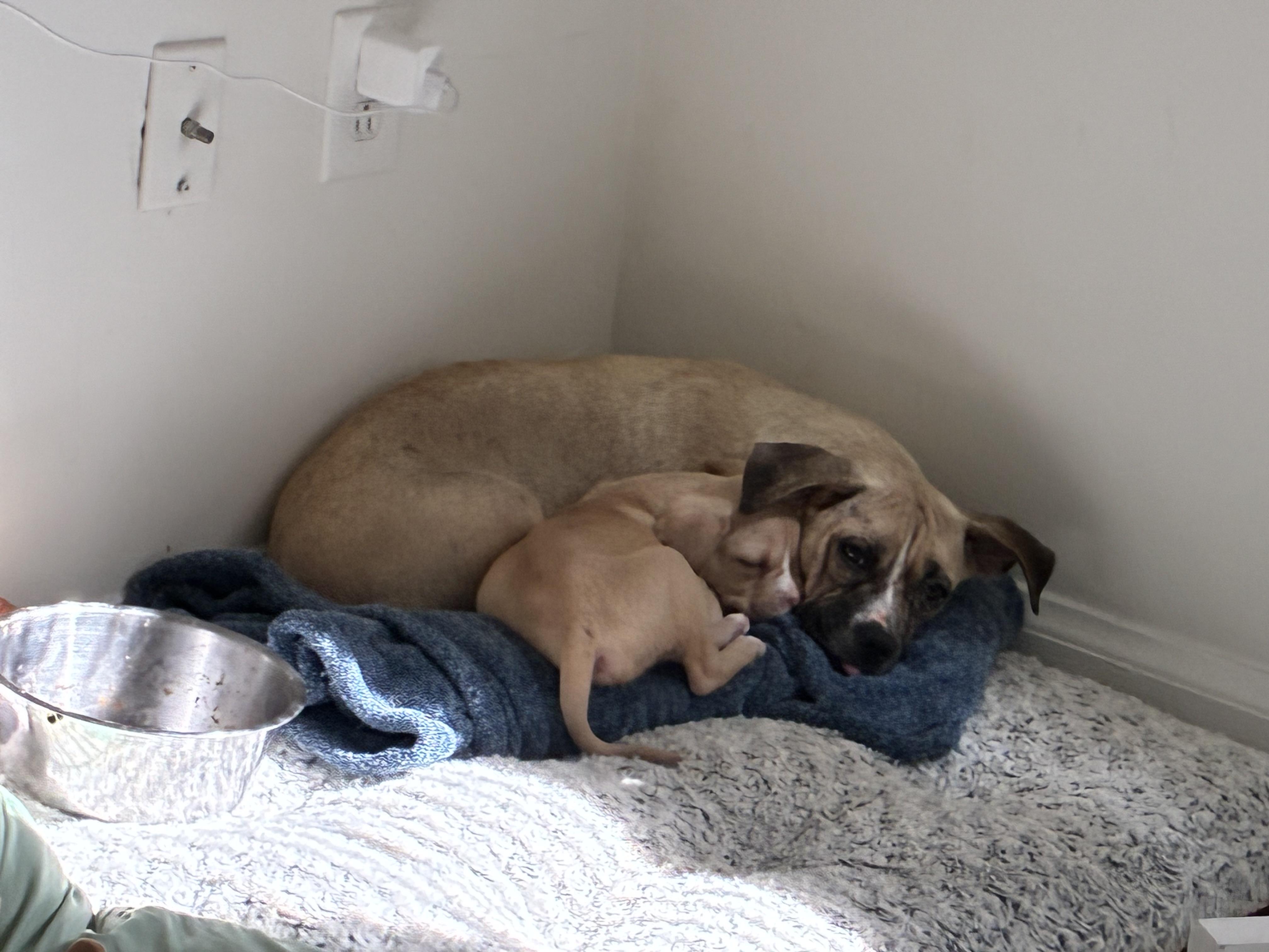 Fiona, a Adoptable mixed breed in Richmond, VA image 5/6