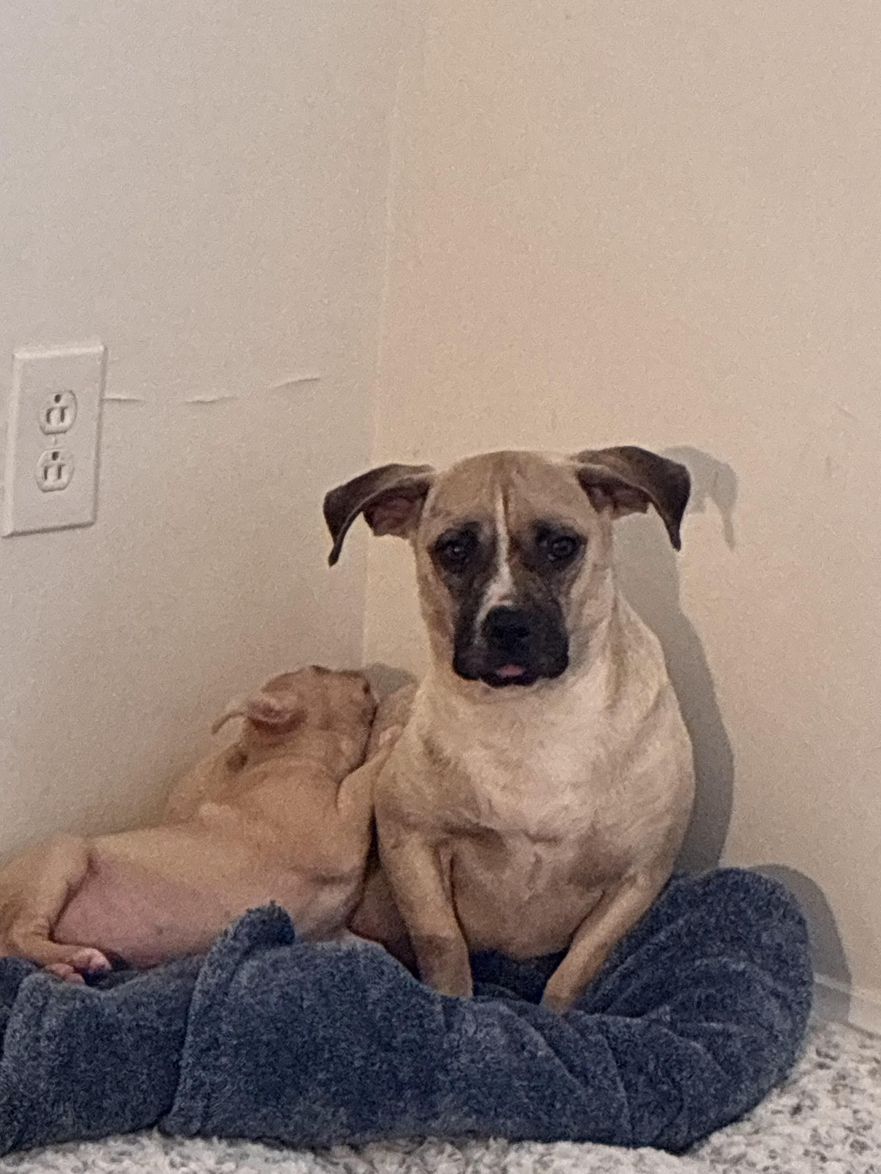 Fiona, a Adoptable mixed breed in Richmond, VA image 4/6