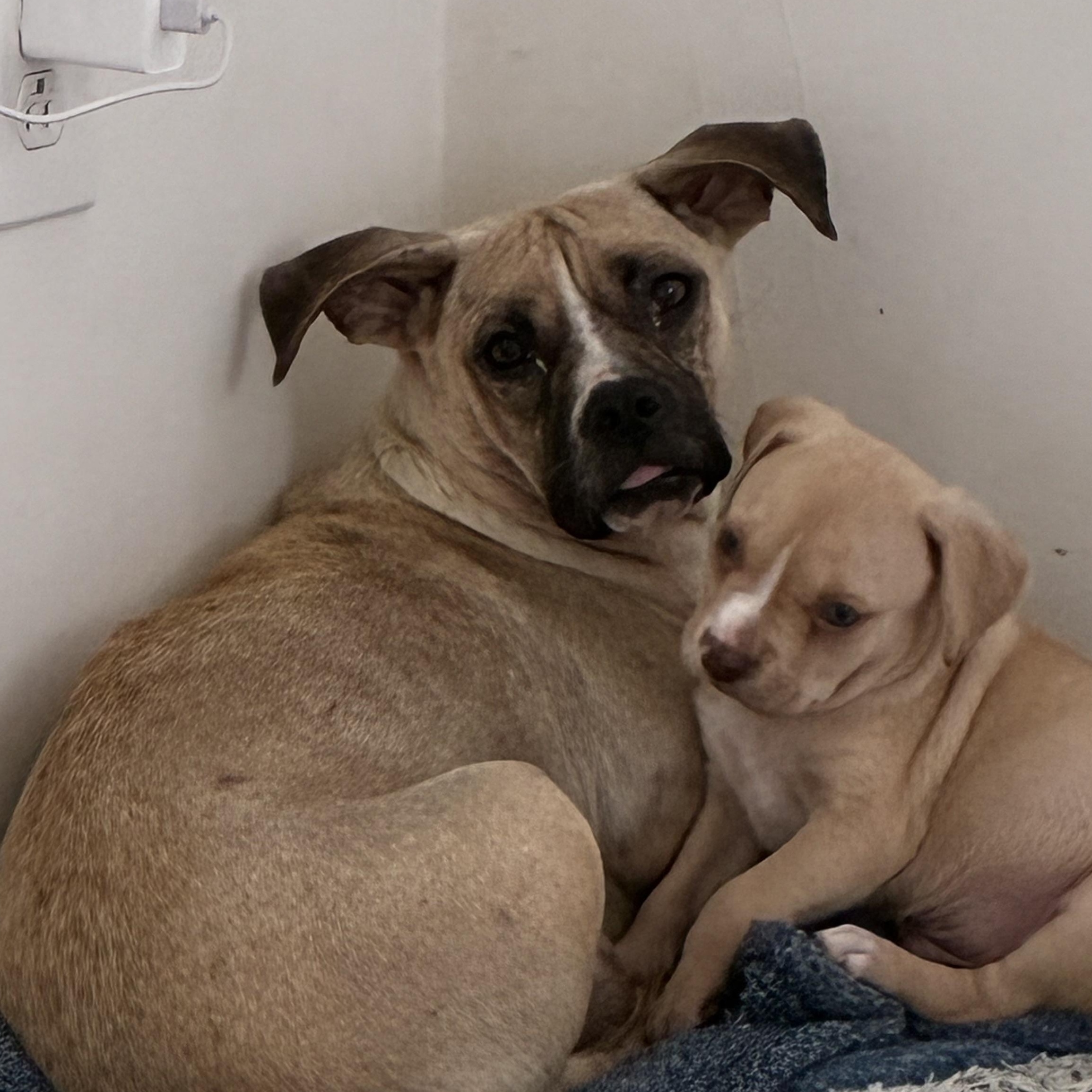 Fiona, a Adoptable mixed breed in Richmond, VA image 6/6