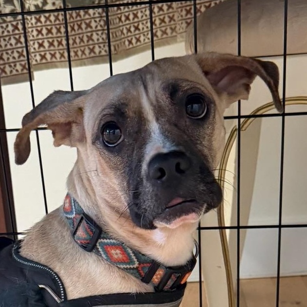Fiona, a Adoptable mixed breed in Richmond, VA image 1/6