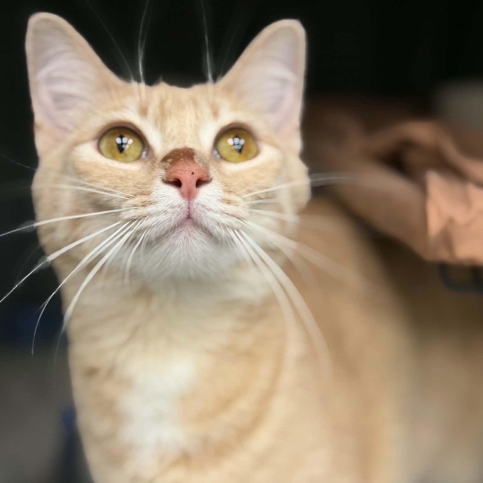 Goop, a ADOPTABLE Domestic Short Hair in Martinsville, IN image 1/2