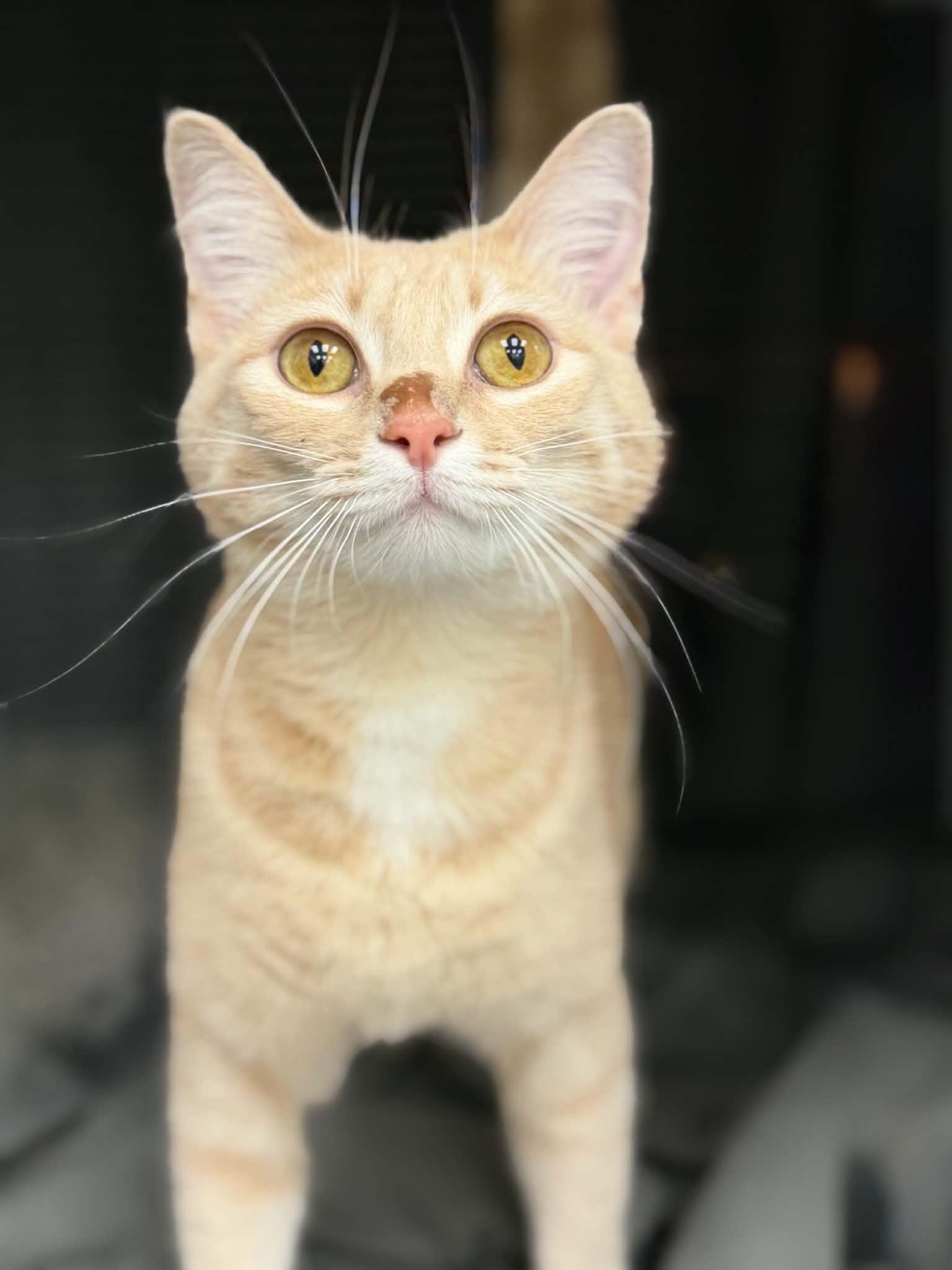 Goop, a ADOPTABLE Domestic Short Hair in Martinsville, IN image 2/2