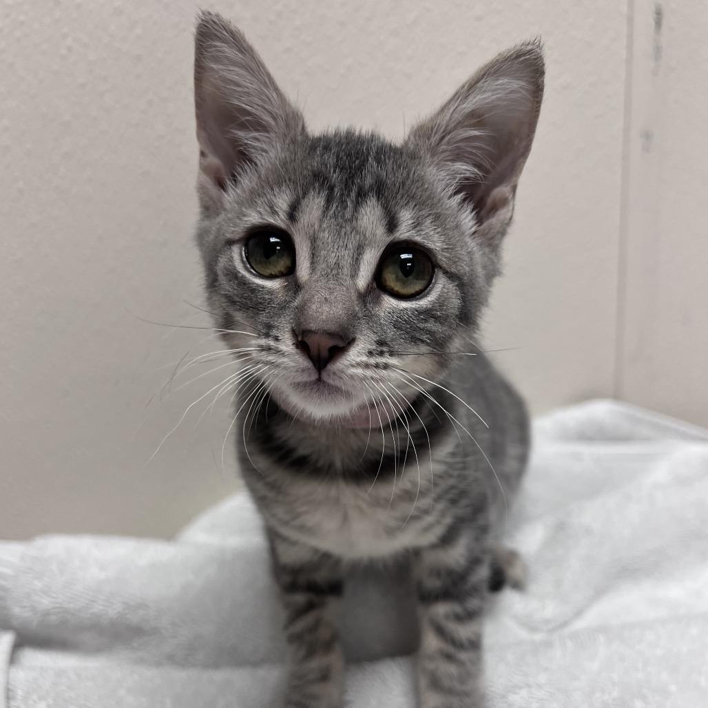Maram, Adoptable, Young Female Domestic Short Hair & Domestic Short Hair.