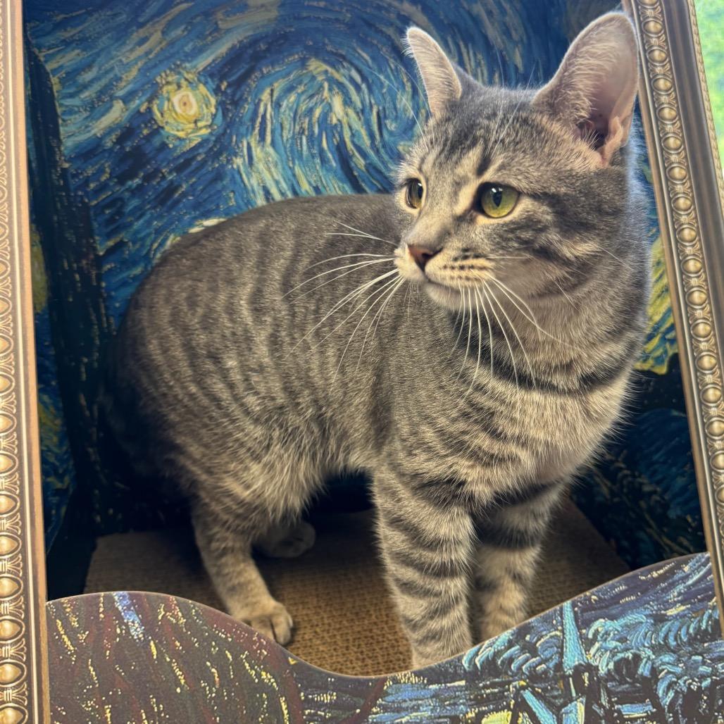 Maram, a Adoptable mixed breed in Easton, PA image 6/6