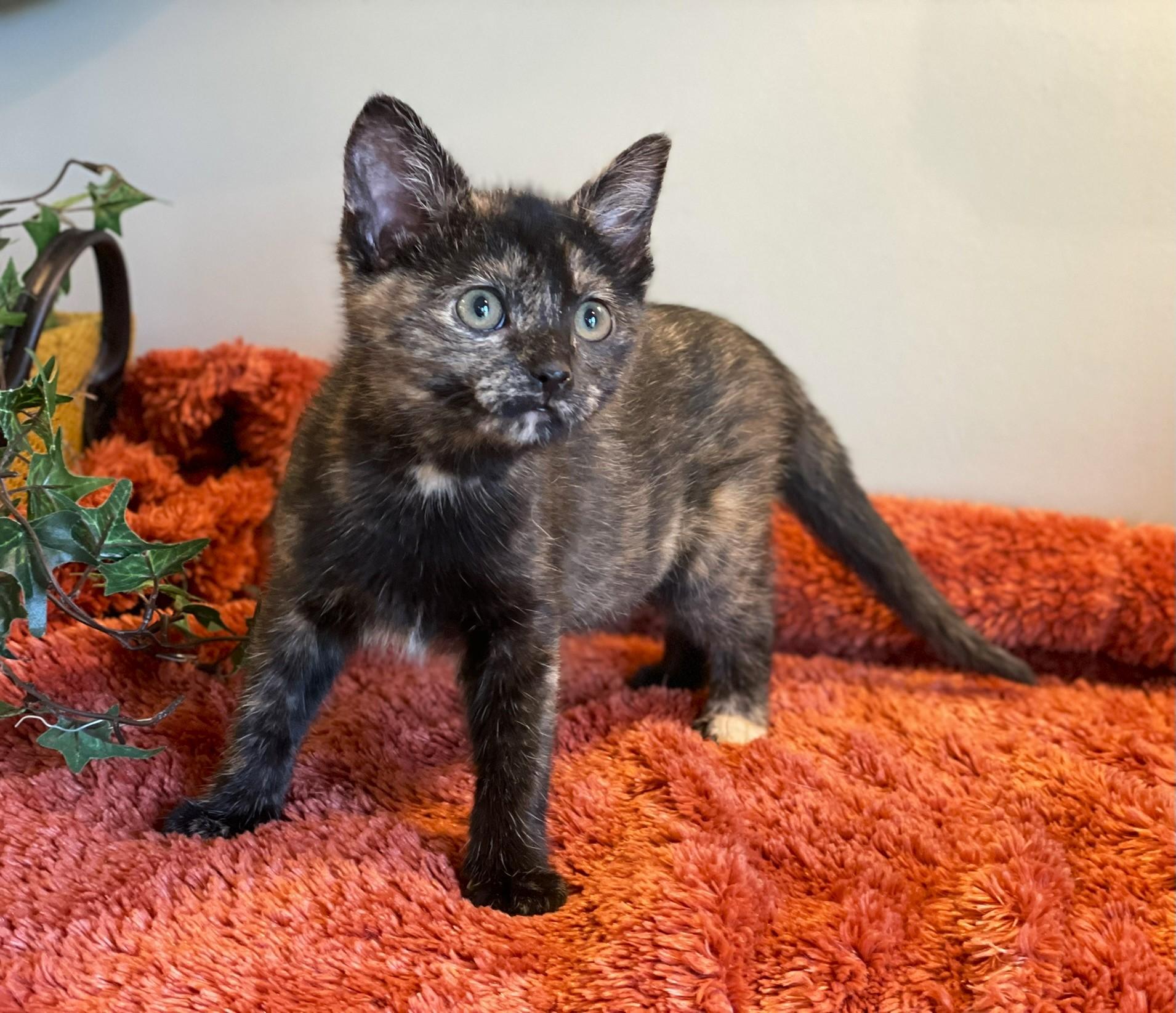 Enlarge Andarna, a ADOPTABLE Tortoiseshell in Taylor, MI image 1/6
