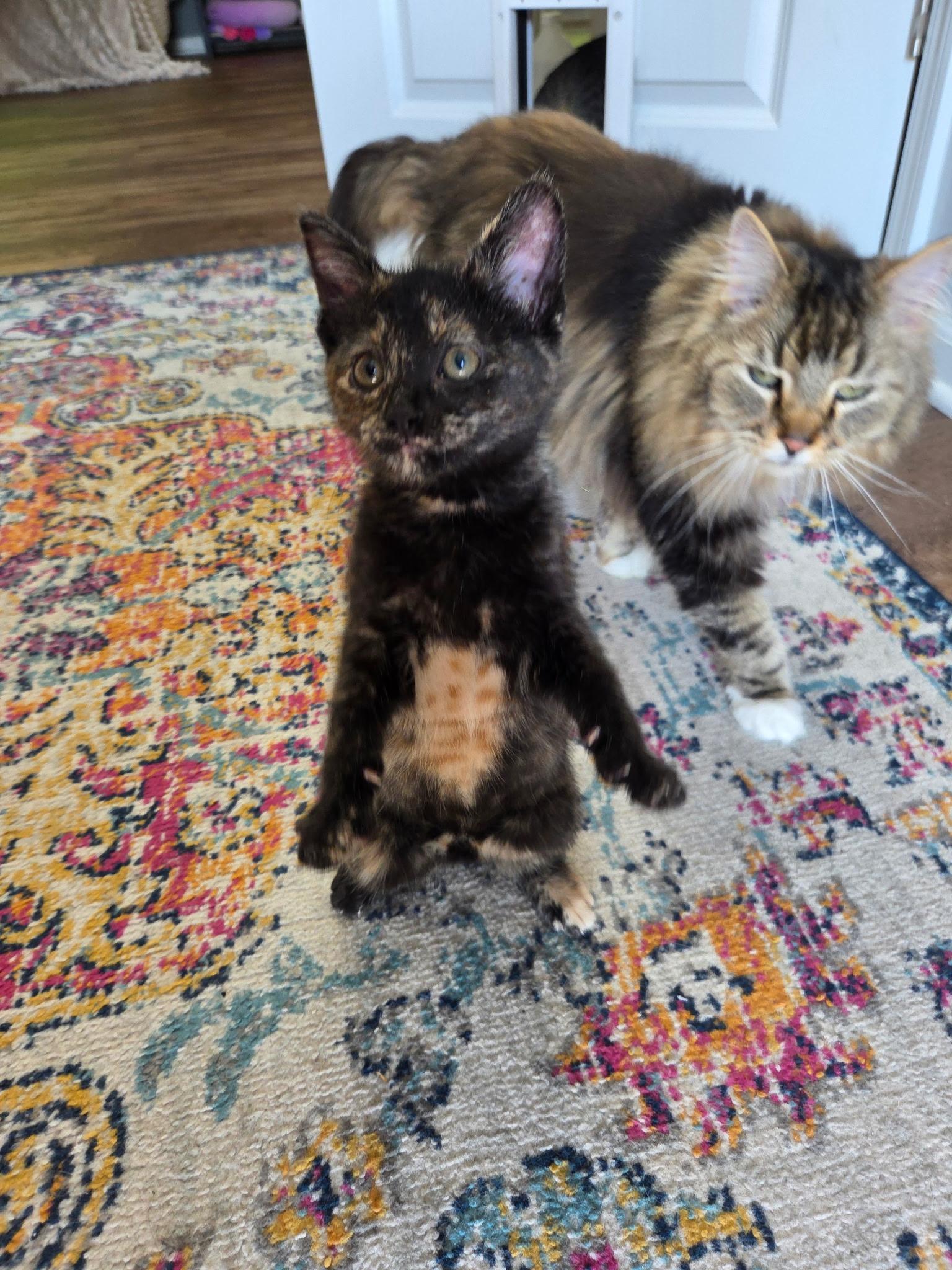 Enlarge Andarna, a ADOPTABLE Tortoiseshell in Taylor, MI image 6/6