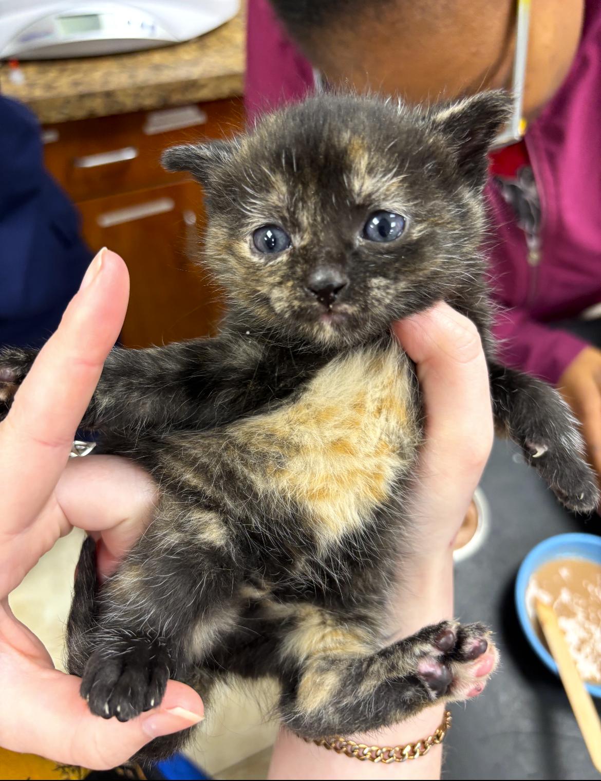Enlarge Andarna, a ADOPTABLE Tortoiseshell in Taylor, MI image 5/6