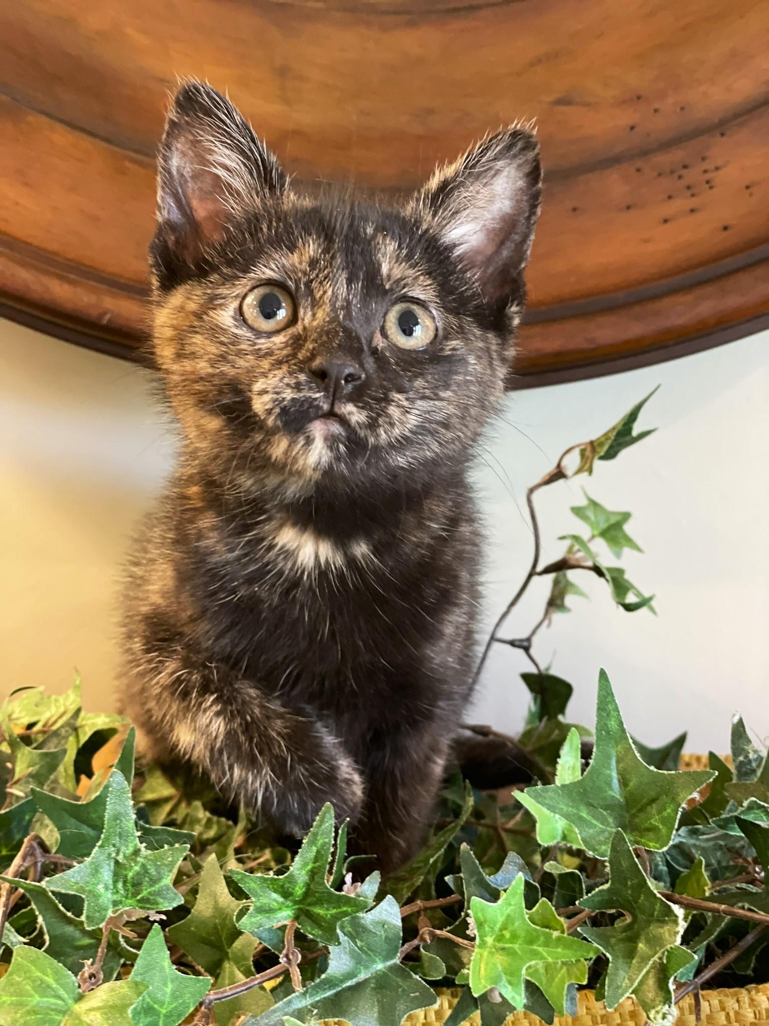 Enlarge Andarna, a ADOPTABLE Tortoiseshell in Taylor, MI image 2/6