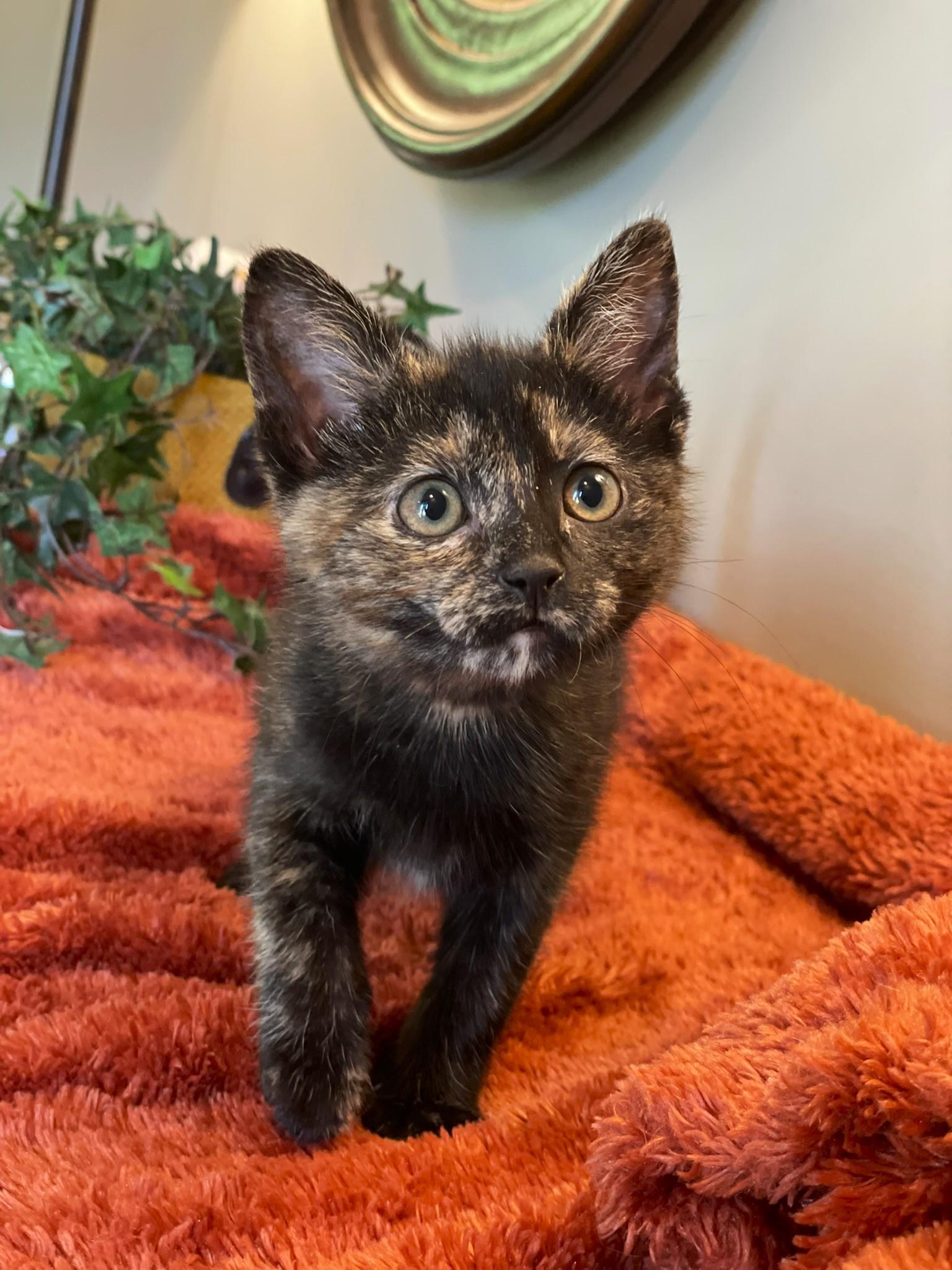 Enlarge Andarna, a ADOPTABLE Tortoiseshell in Taylor, MI image 3/6
