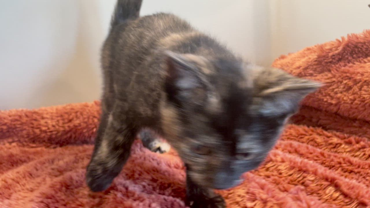 Enlarge Andarna, a ADOPTABLE Tortoiseshell in Taylor, MI video 4/6